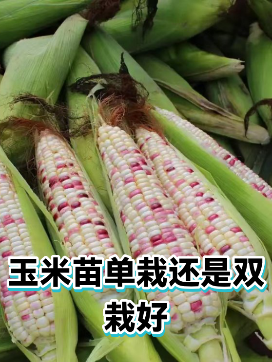 玉米苗单栽还是双栽好（图1）