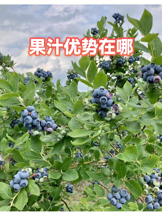 果汁优势在哪（图1）