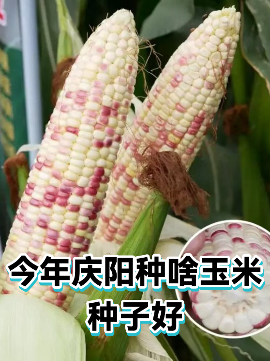 今年庆阳种啥玉米种子好（图1）