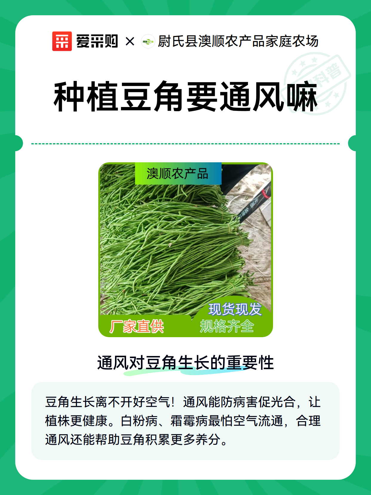 种植豆角要通风嘛（图2）