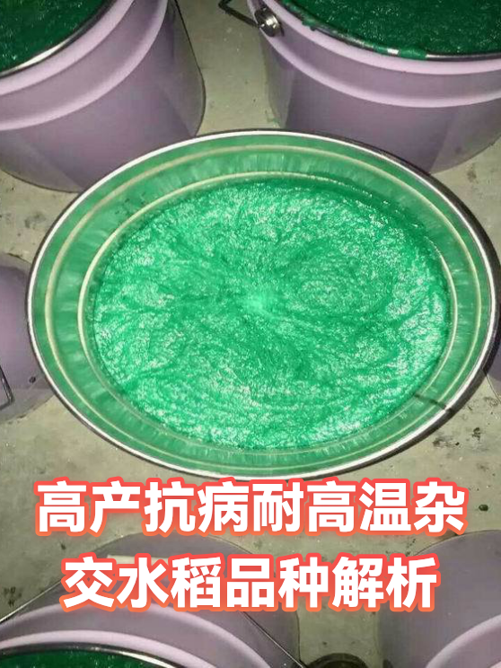 高产抗病耐高温杂交水稻品种解析（图1）
