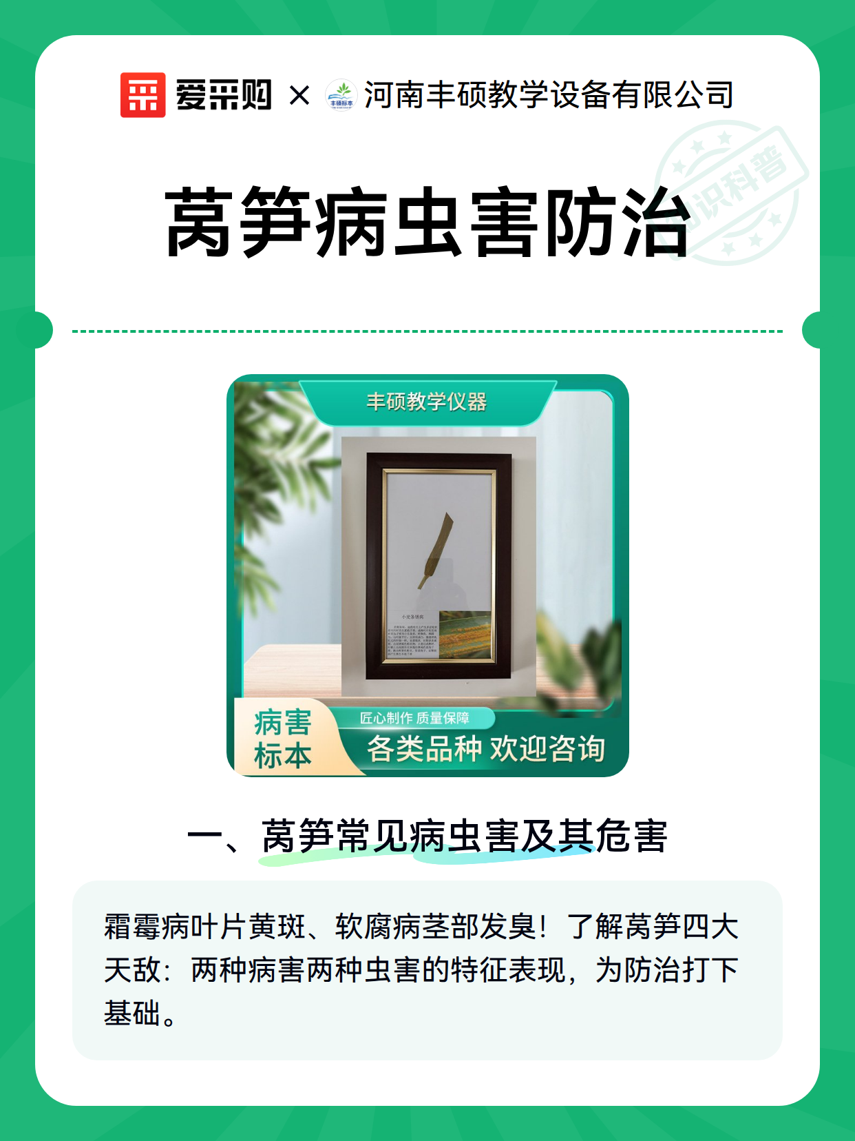 莴笋病虫害防治（图2）