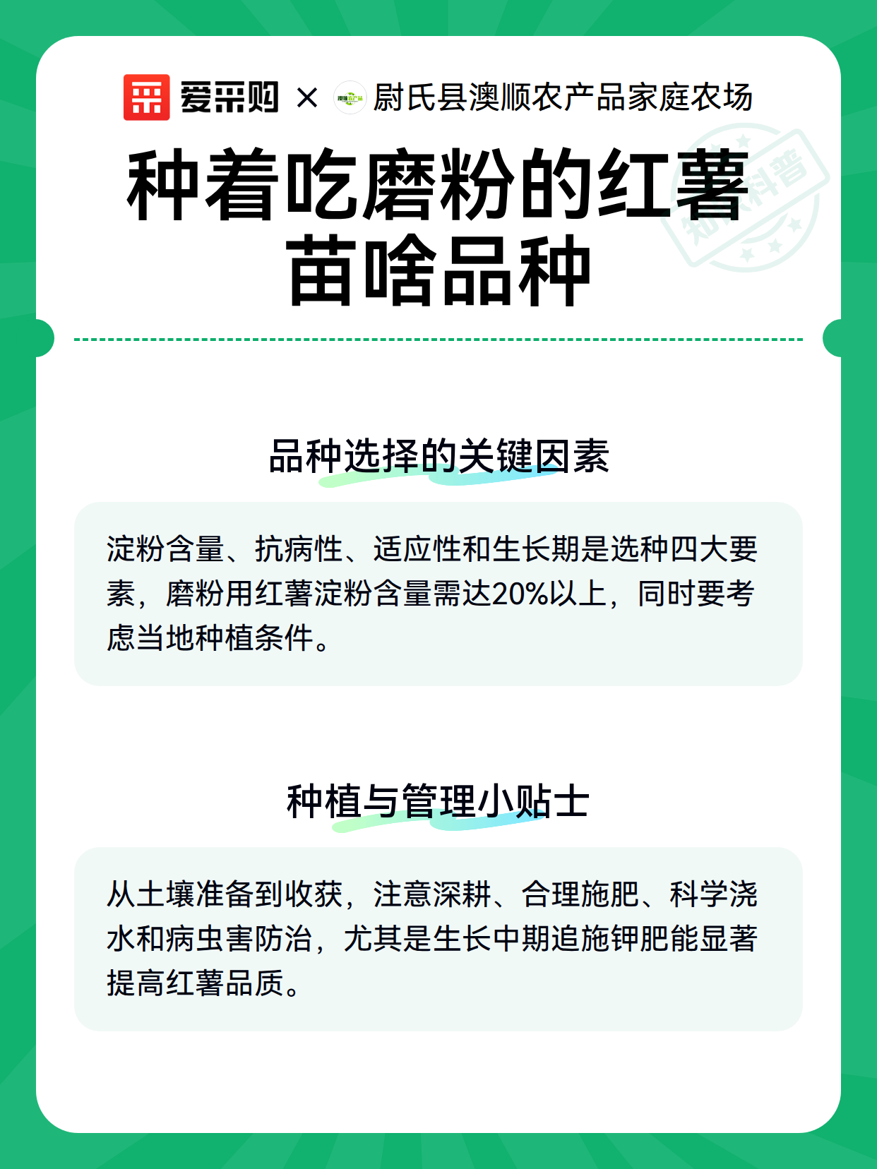 种着吃磨粉的红薯苗啥品种（图3）