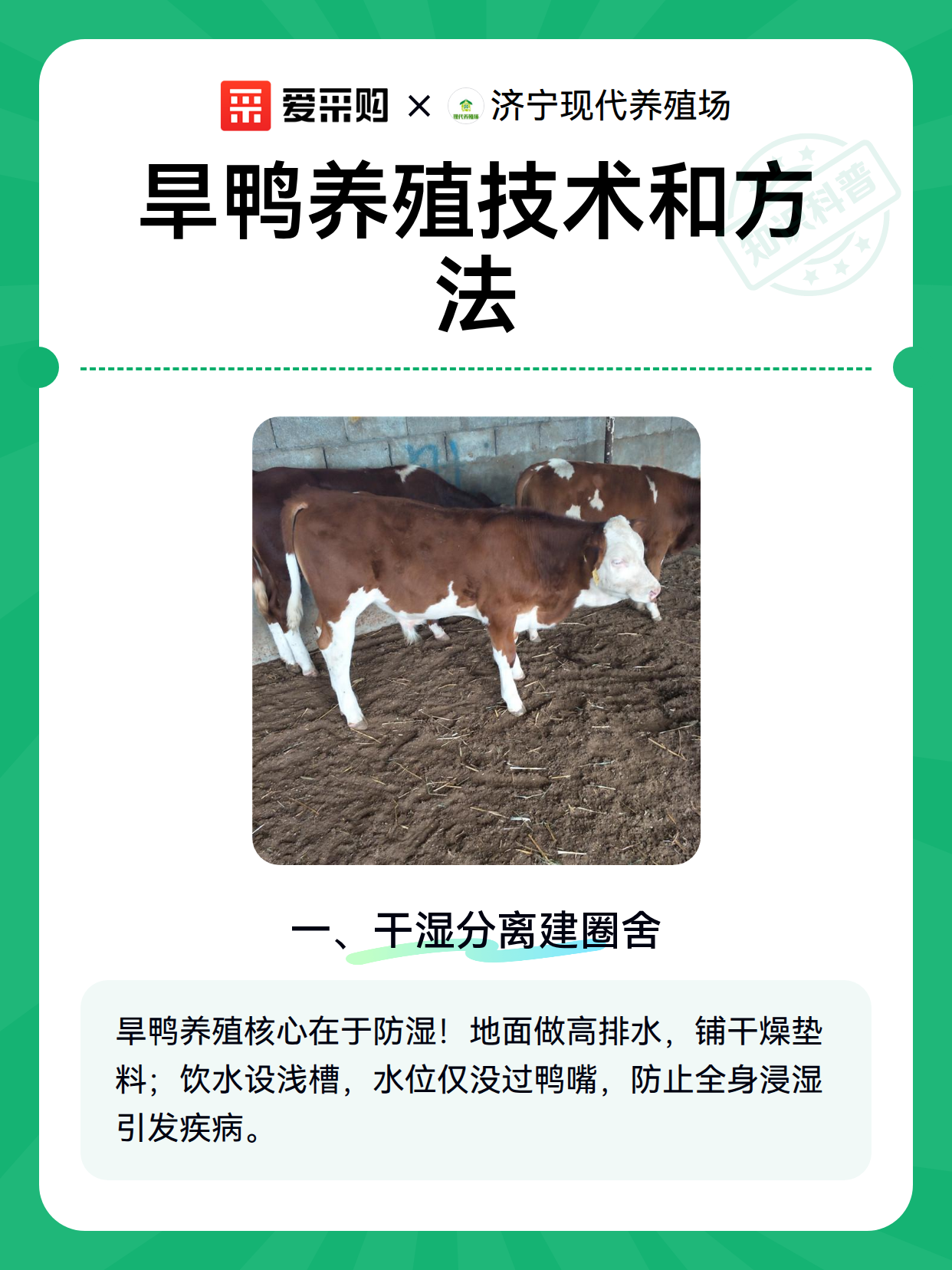 旱鸭养殖技术和方法（图2）