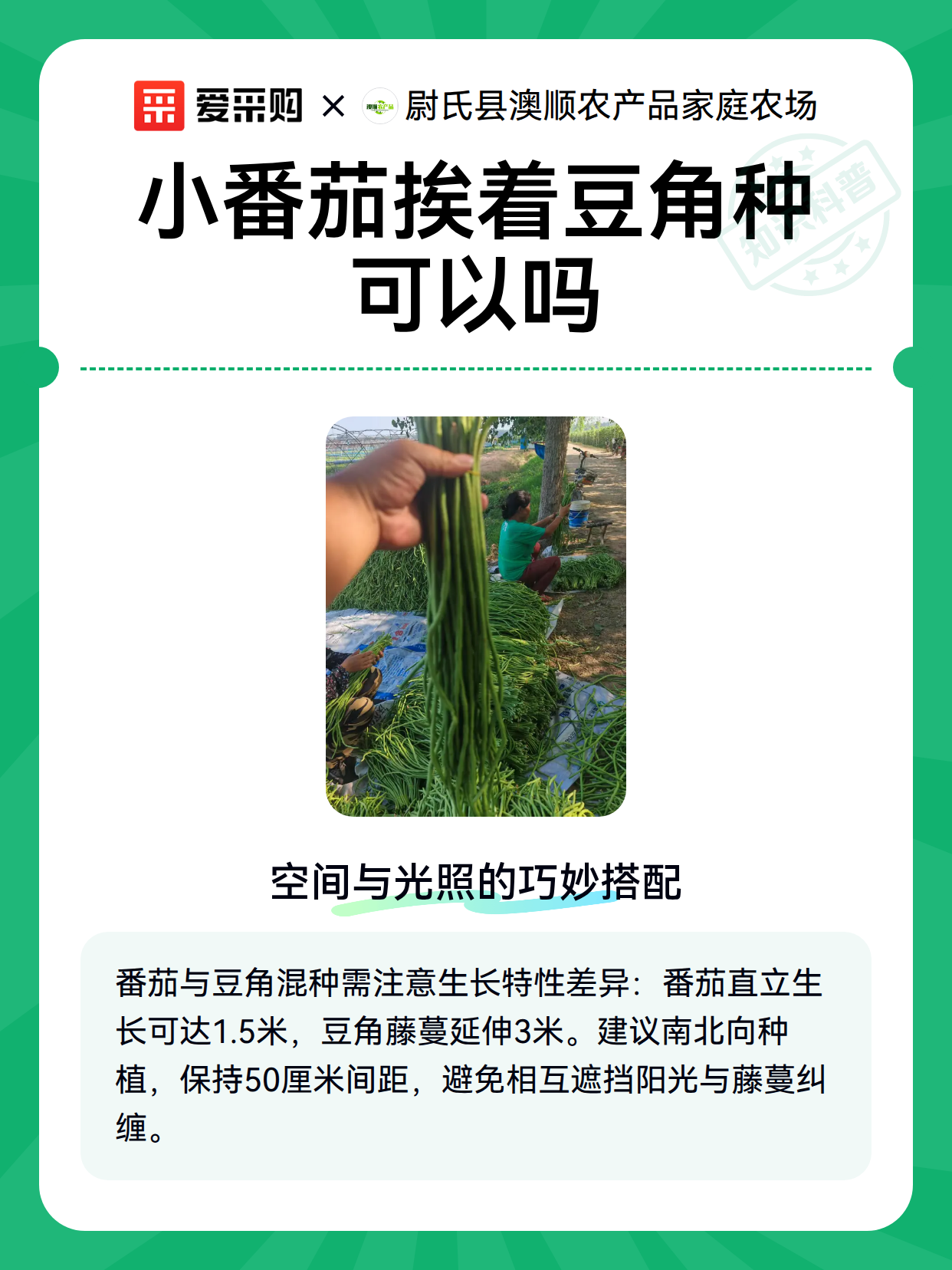 小番茄挨着豆角种可以吗（图2）