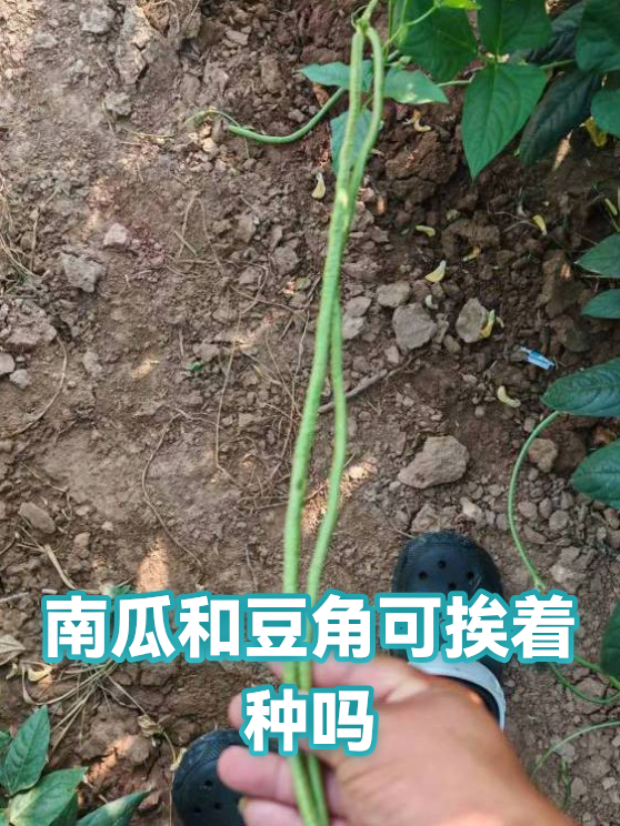 南瓜和豆角可挨着种吗（图1）