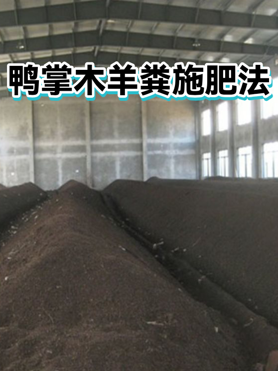 鸭掌木羊粪施肥法（图1）
