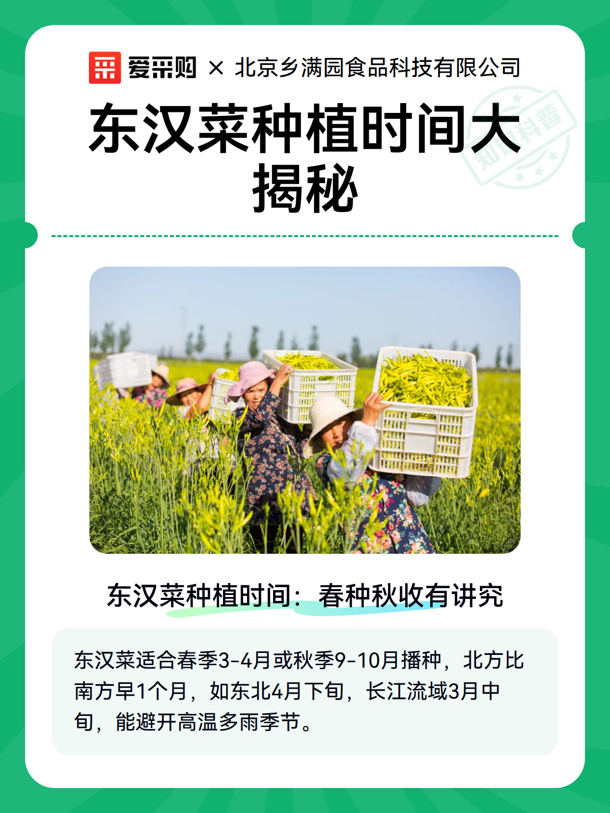 东汉菜种植时间大揭秘（图1）