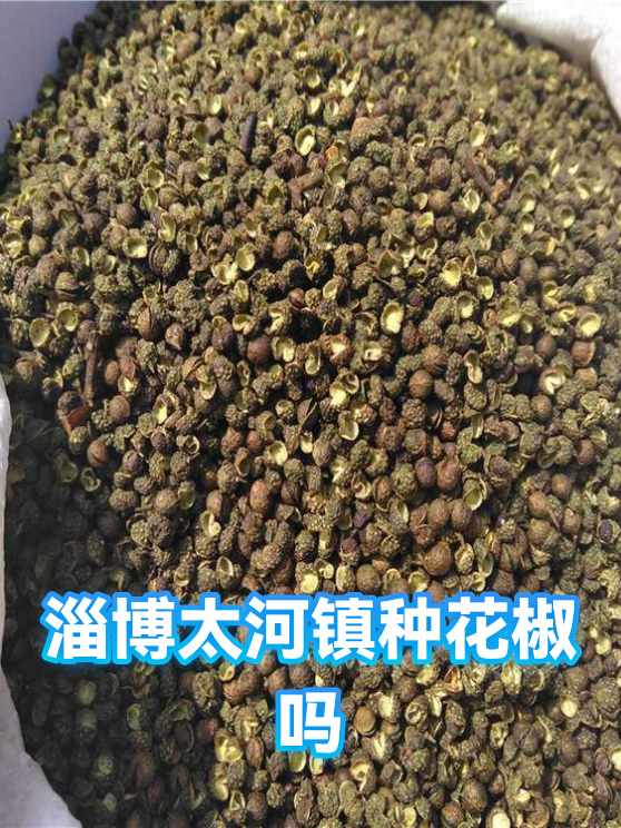 淄博太河镇种花椒吗（图1）