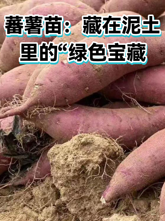 蕃薯苗：藏在泥土里的“绿色宝藏（图1）