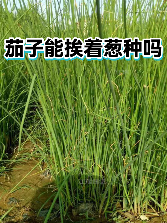 茄子能挨着葱种吗（图1）