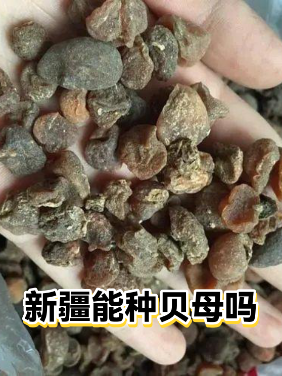 新疆能种贝母吗（图1）