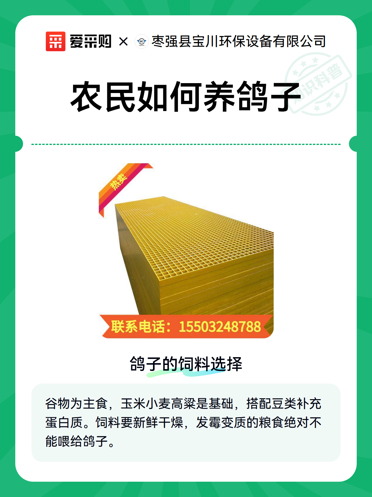 农民如何养鸽子（图1）
