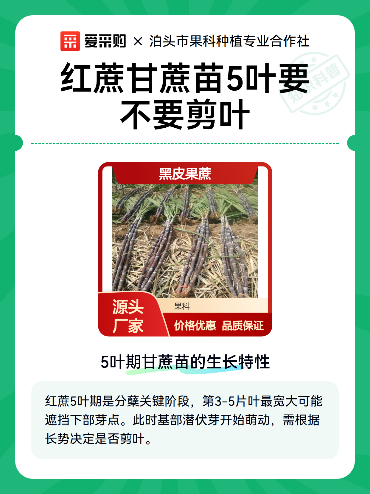 红蔗甘蔗苗5叶要不要剪叶（图2）