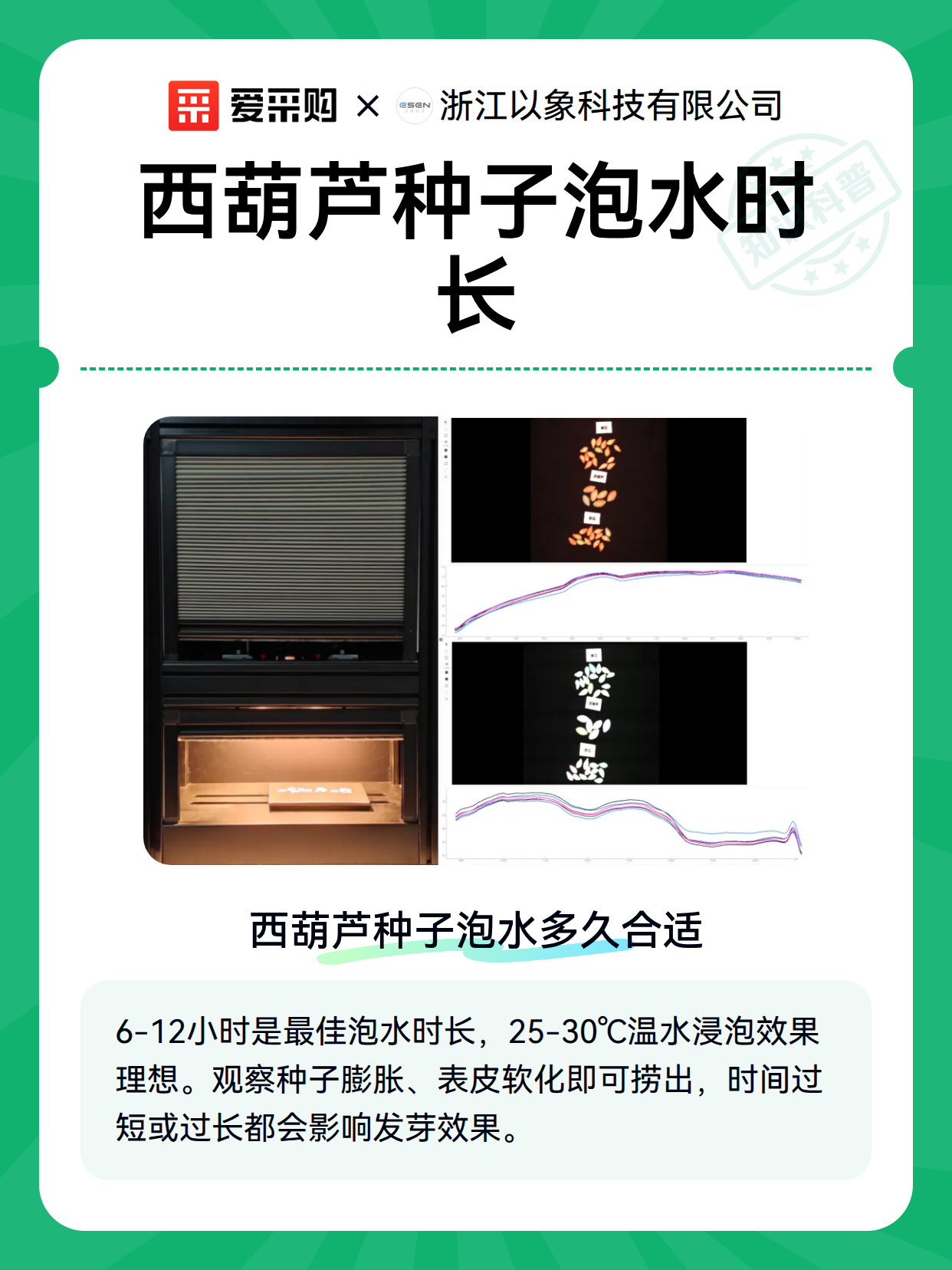 西葫芦种子泡水时长（图2）