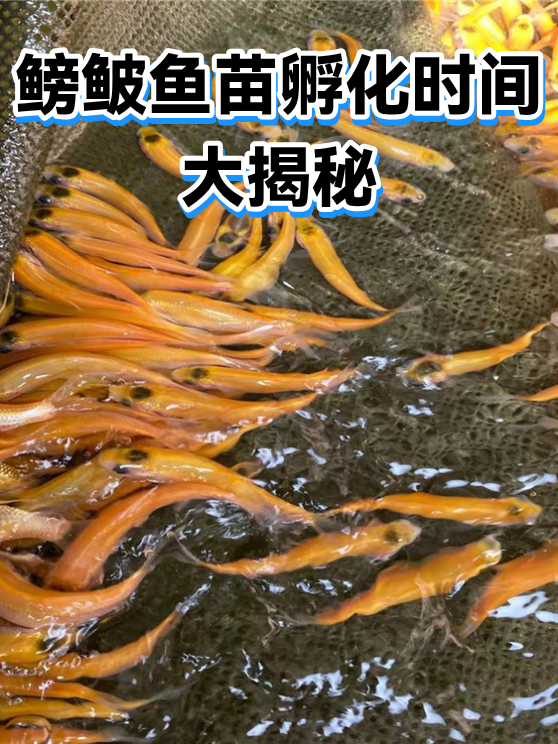 鳑鲏鱼苗孵化时间大揭秘（图1）