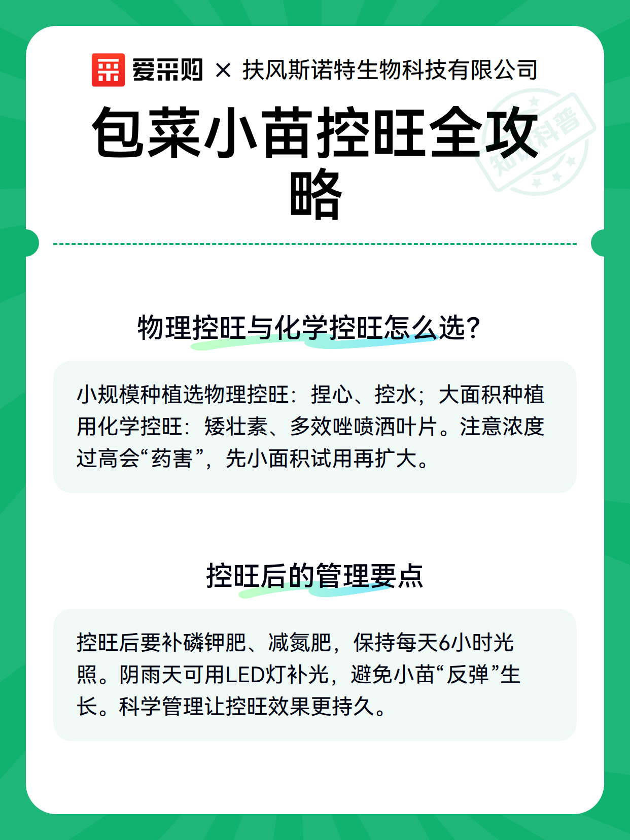 包菜小苗控旺全攻略（图3）