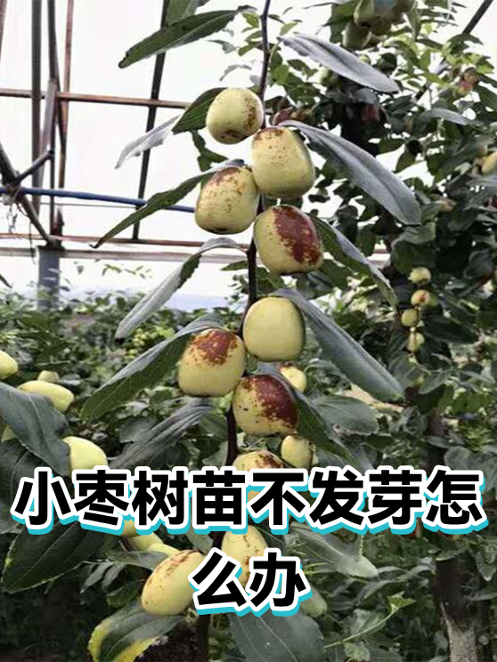 小枣树苗不发芽怎么办（图1）