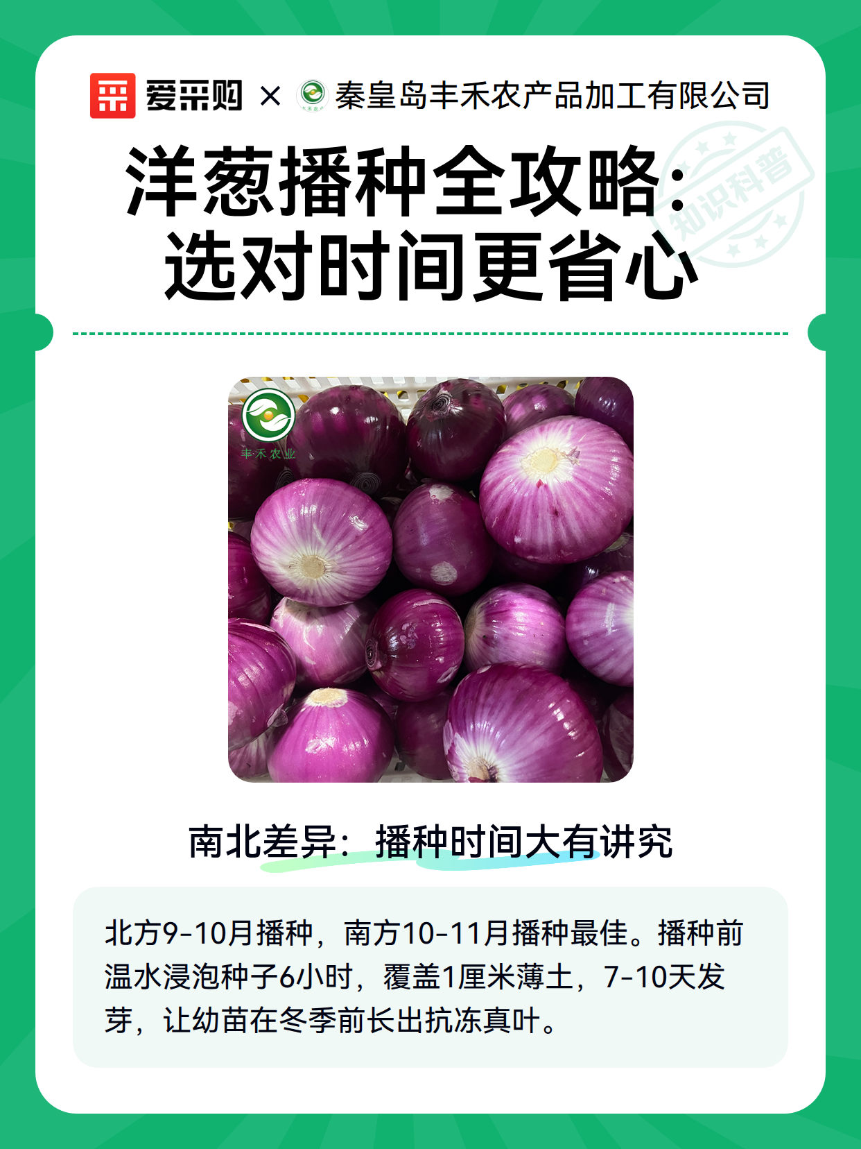 洋葱播种全攻略：选对时间更省心（图2）