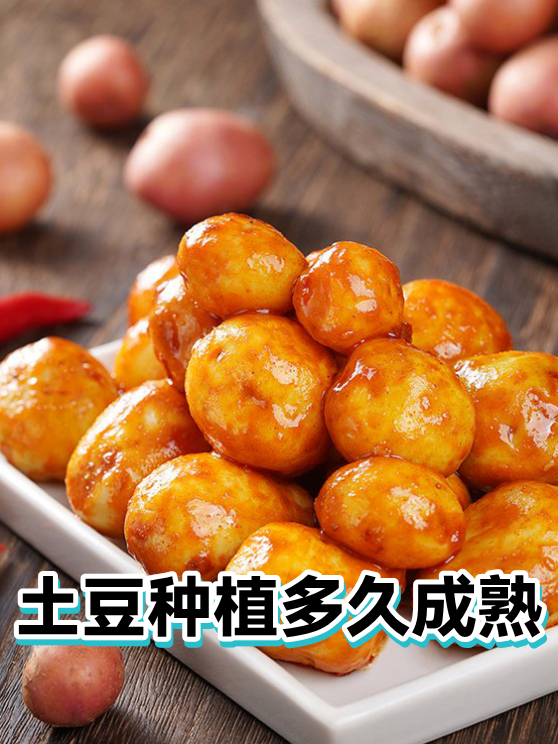 土豆种植多久成熟（图1）