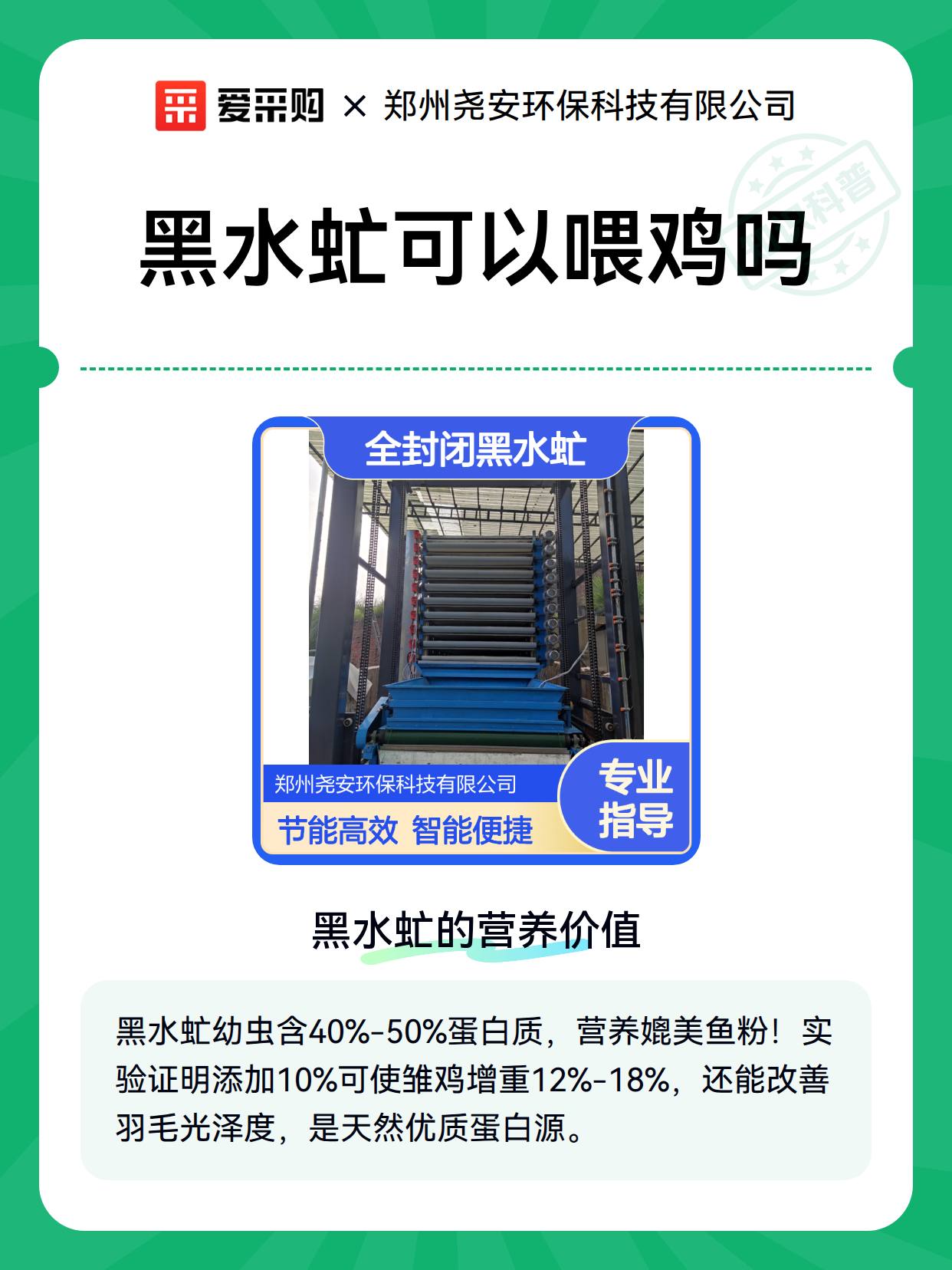 黑水虻可以喂鸡吗（图1）