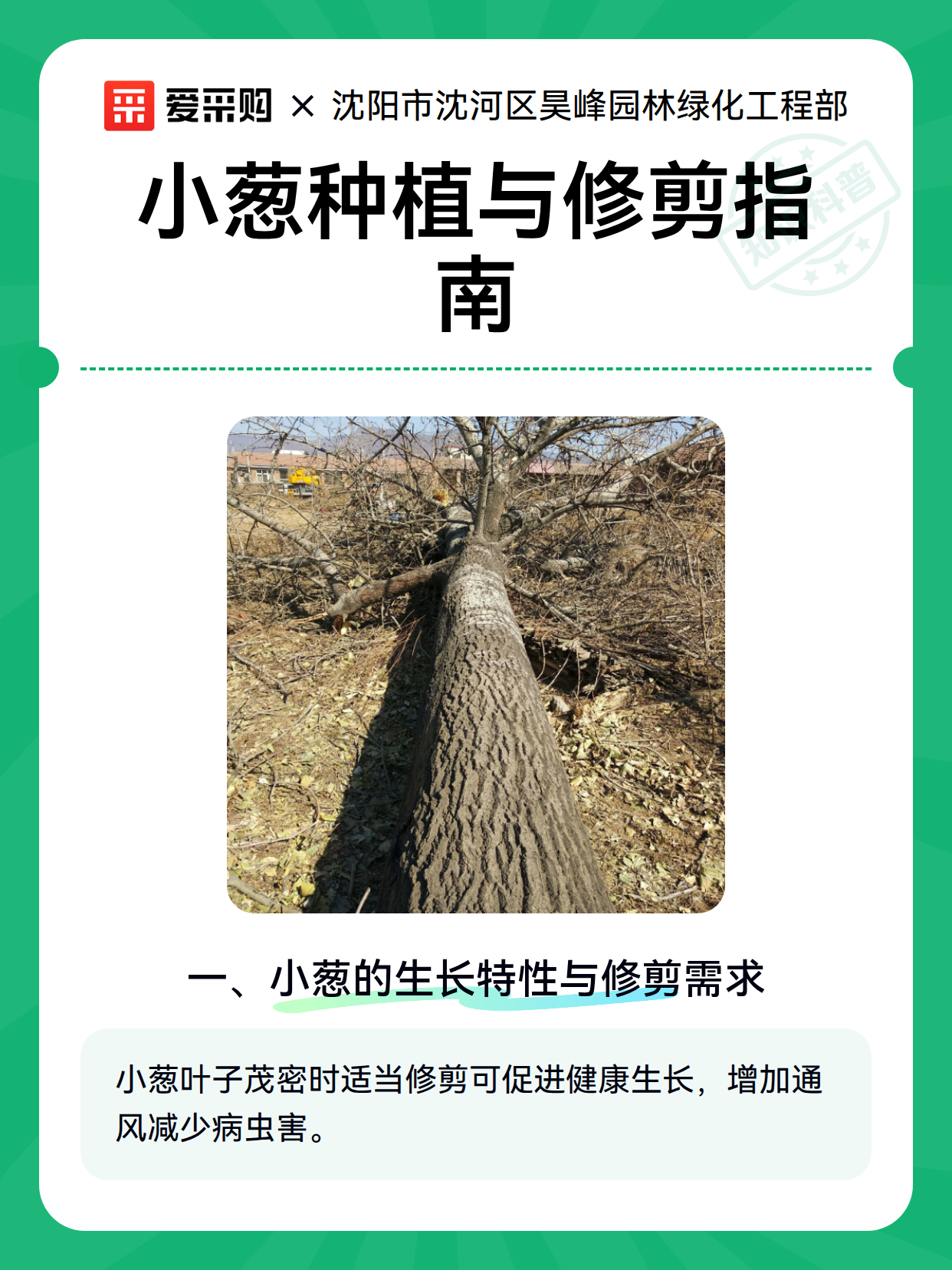 小葱种植与修剪指南（图1）