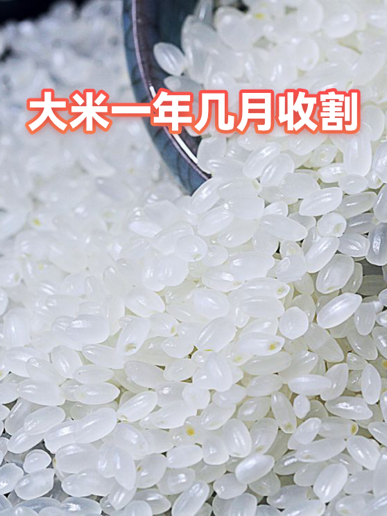 大米一年几月收割（图1）