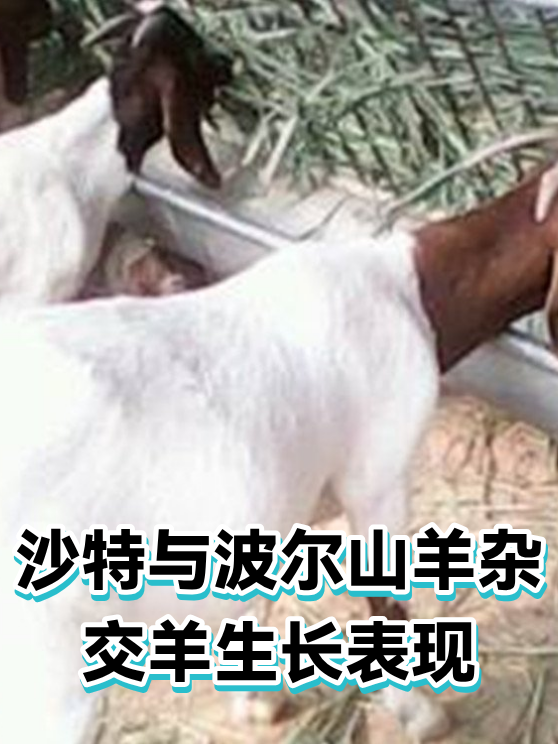 沙特与波尔山羊杂交羊生长表现（图1）