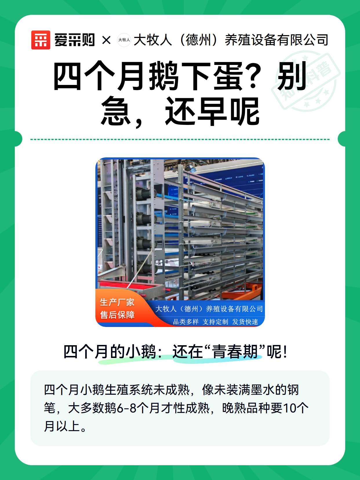 四个月鹅下蛋？别急，还早呢（图1）