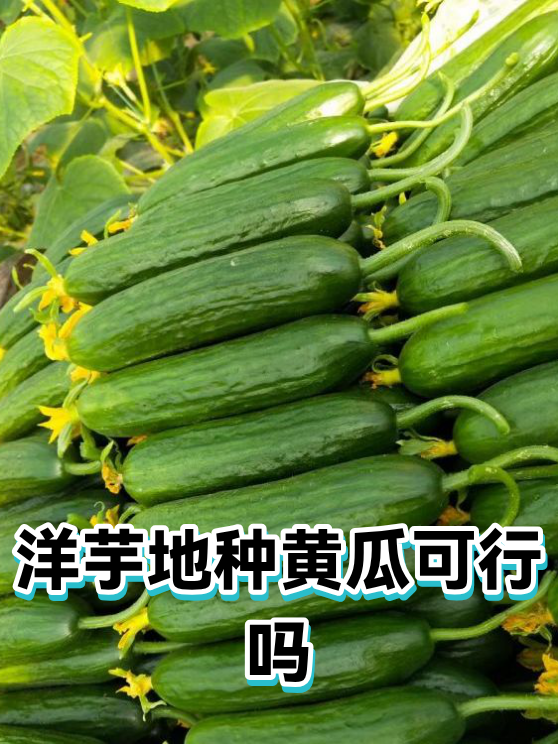 洋芋地种黄瓜可行吗（图1）