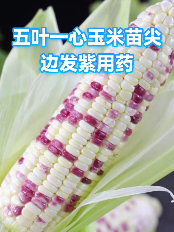 五叶一心玉米苗尖边发紫用药（图1）