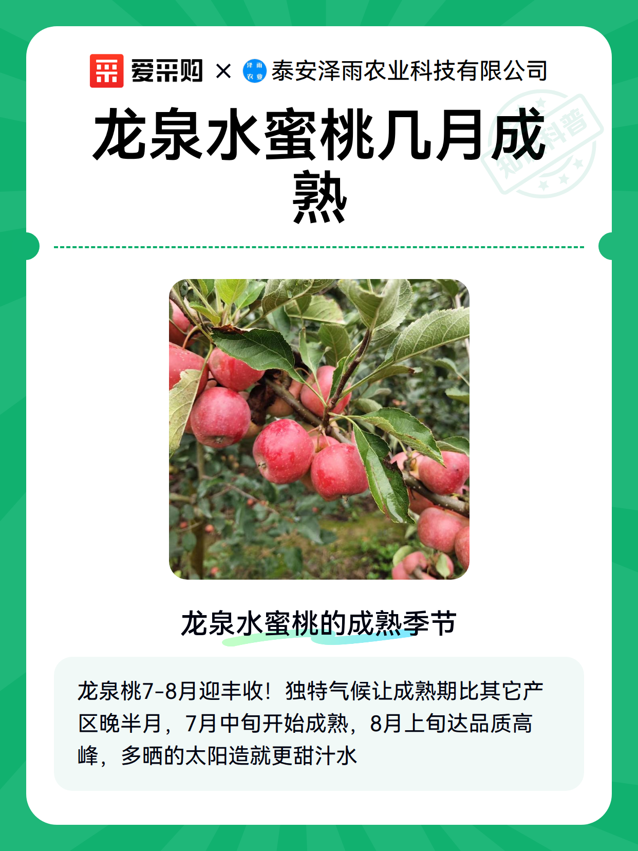 龙泉水蜜桃几月成熟（图2）