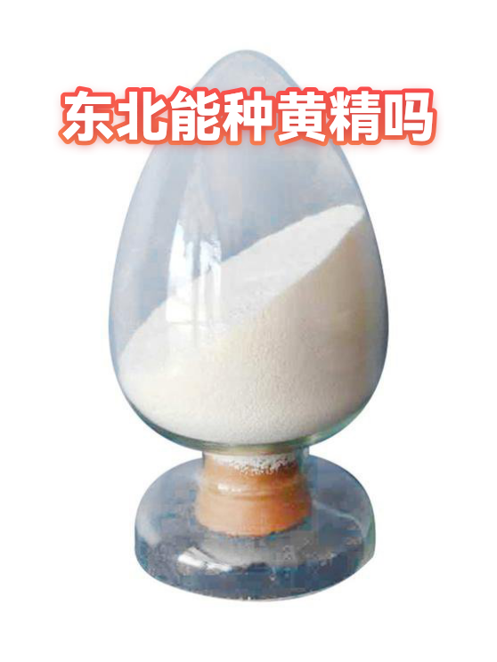 东北能种黄精吗（图1）