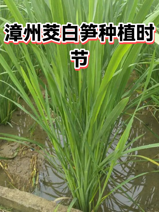 漳州茭白笋种植时节（图1）