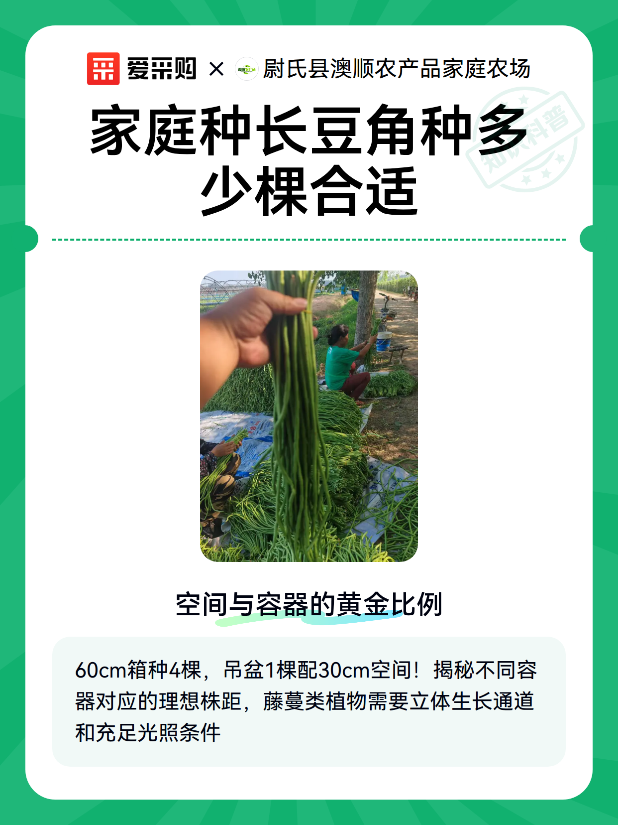 家庭种长豆角种多少棵合适（图2）