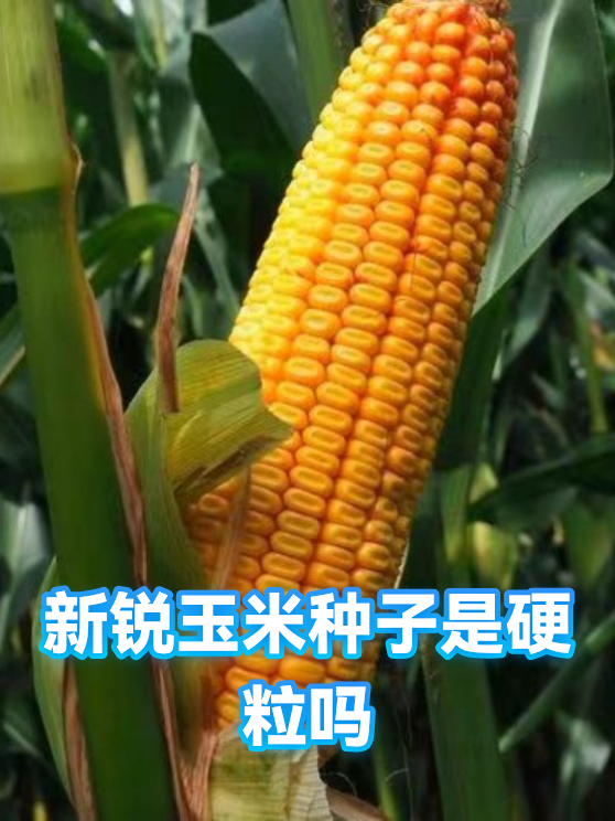新锐玉米种子是硬粒吗（图1）
