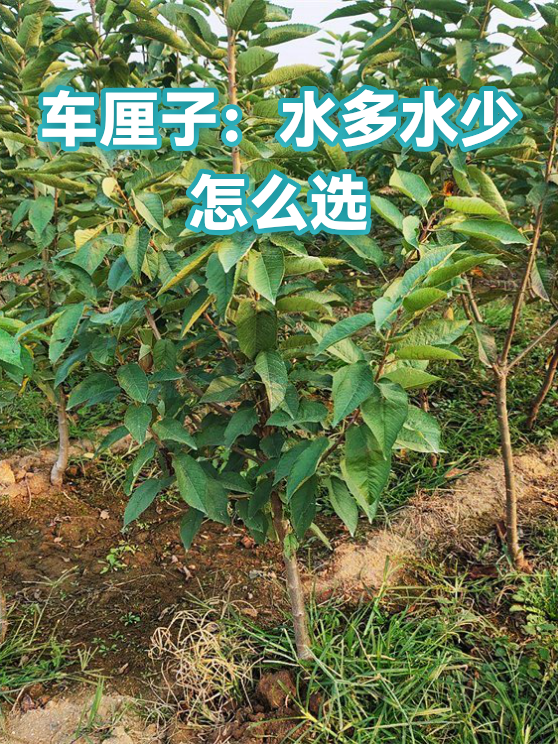 车厘子：水多水少怎么选（图1）