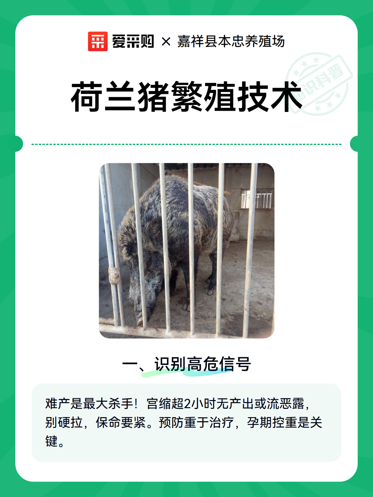 荷兰猪繁殖技术（图1）