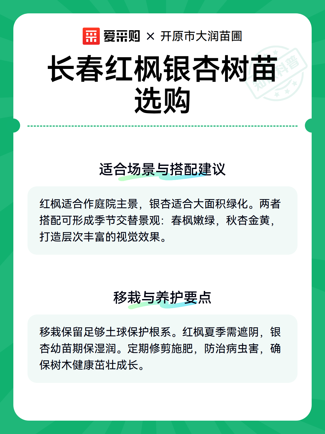 长春红枫银杏树苗选购（图3）