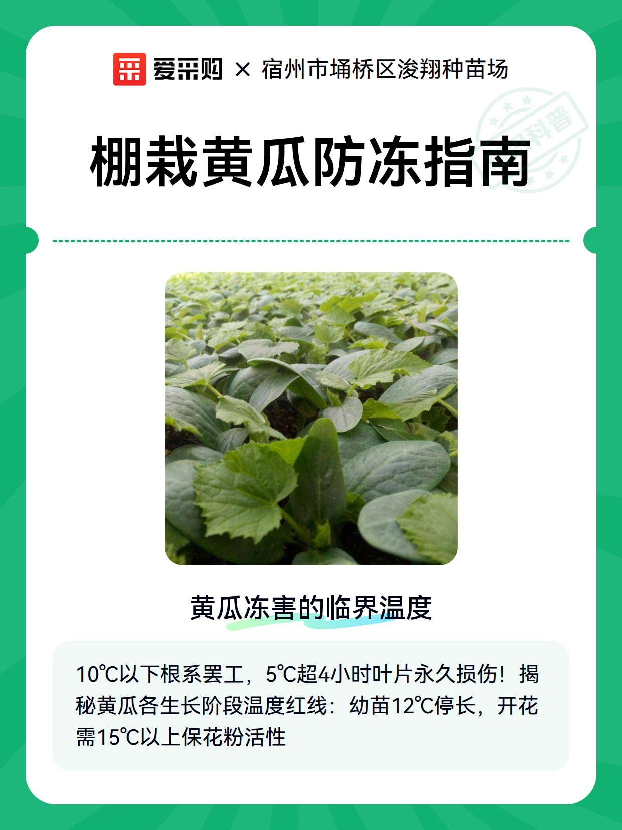 棚栽黄瓜防冻指南（图2）