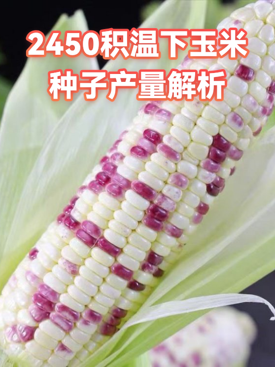 2450积温下玉米种子产量解析（图1）