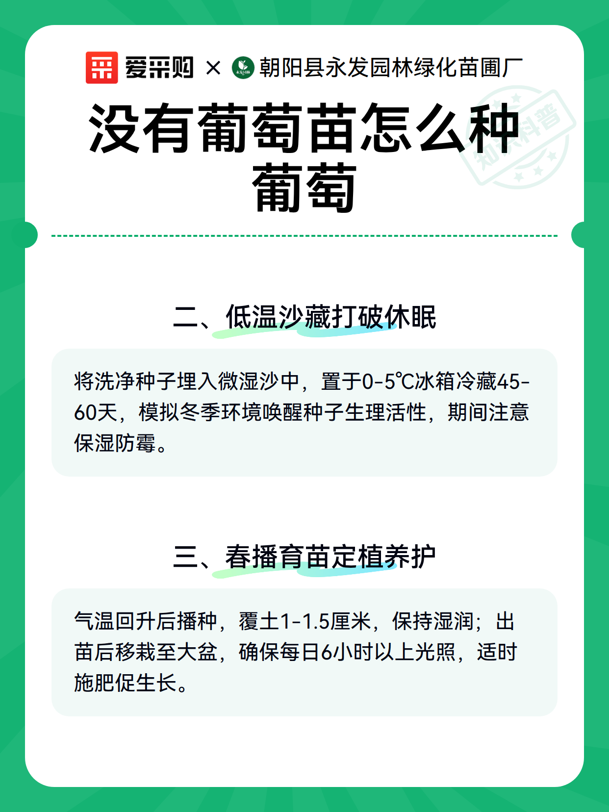 没有葡萄苗怎么种葡萄（图3）