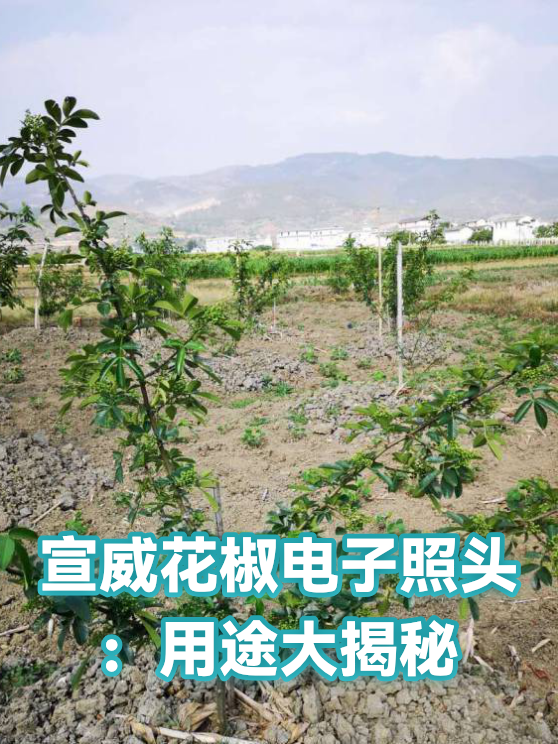 宣威花椒电子照头：用途大揭秘（图1）