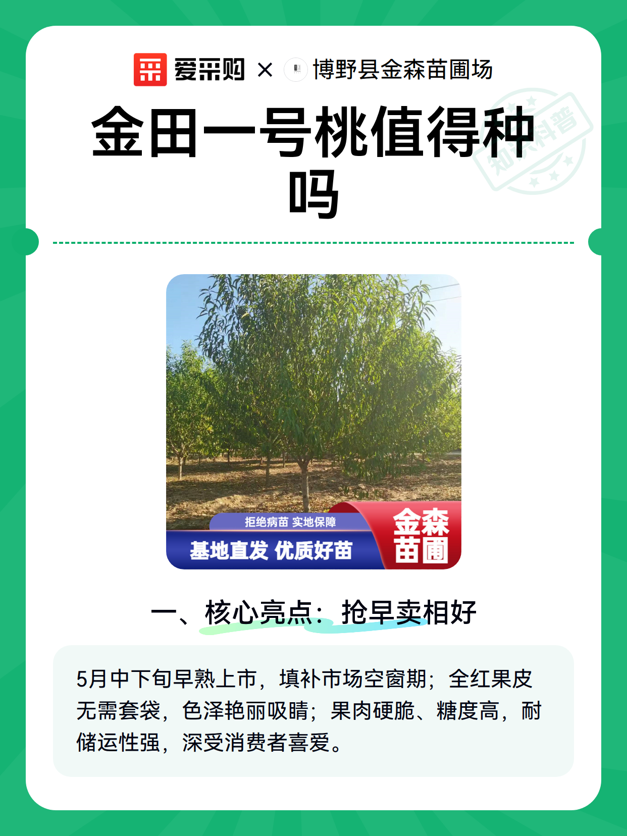 金田一号桃值得种吗（图2）