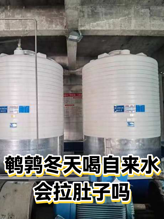 鹌鹑冬天喝自来水会拉肚子吗（图1）