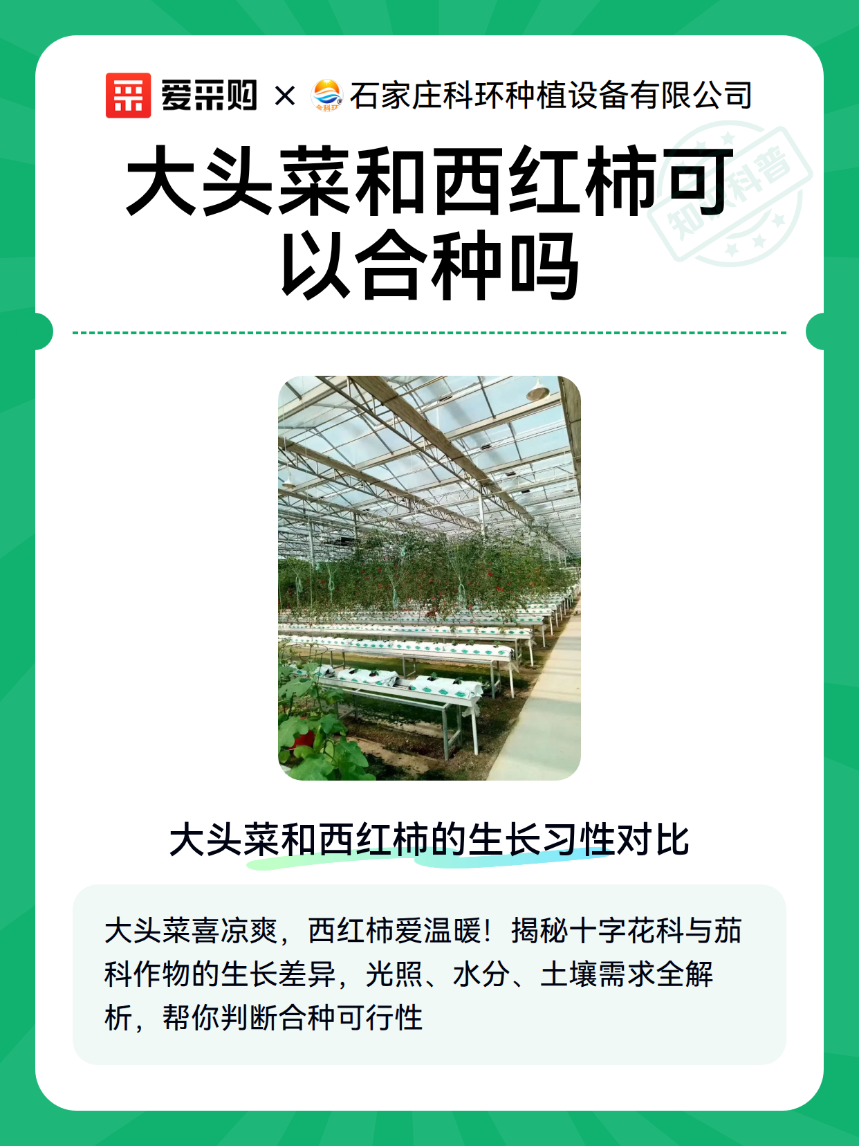 大头菜和西红柿可以合种吗（图2）