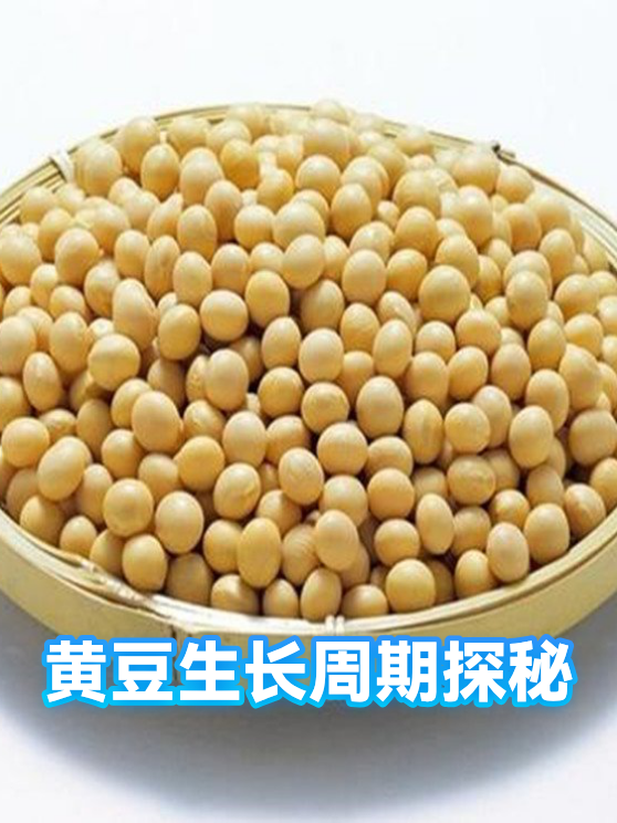 黄豆生长周期探秘（图1）