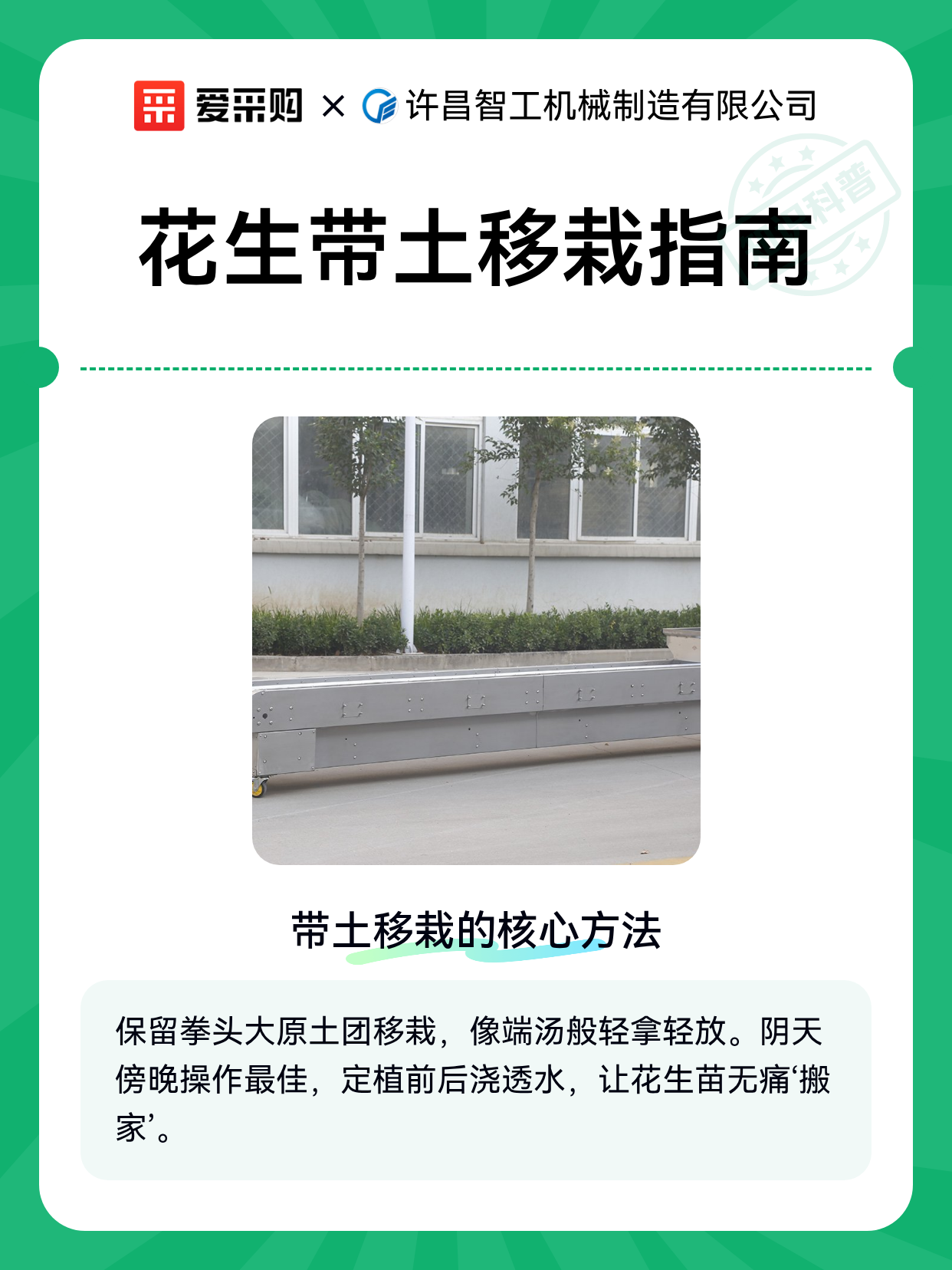 花生带土移栽指南（图1）