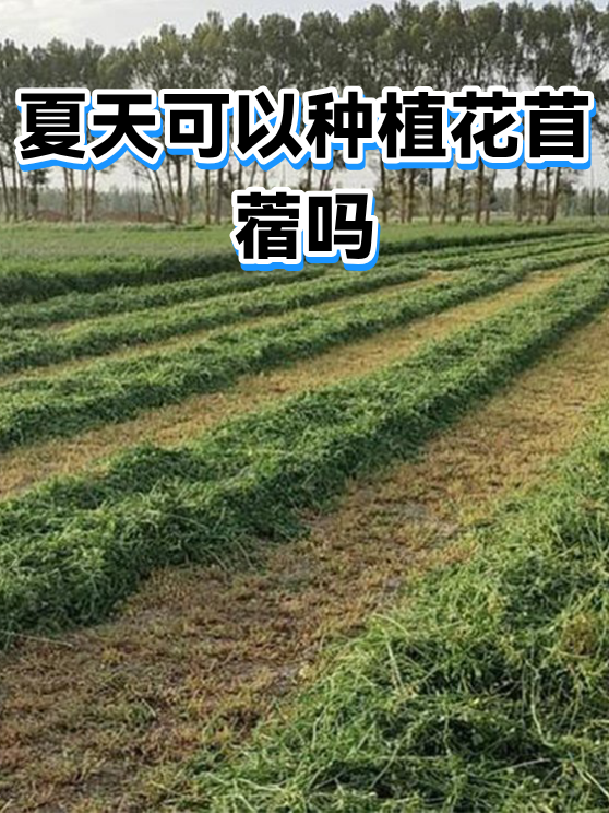 夏天可以种植花苜蓿吗（图1）