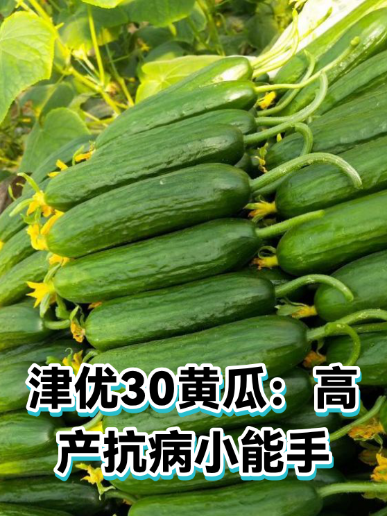 津优30黄瓜：高产抗病小能手（图1）